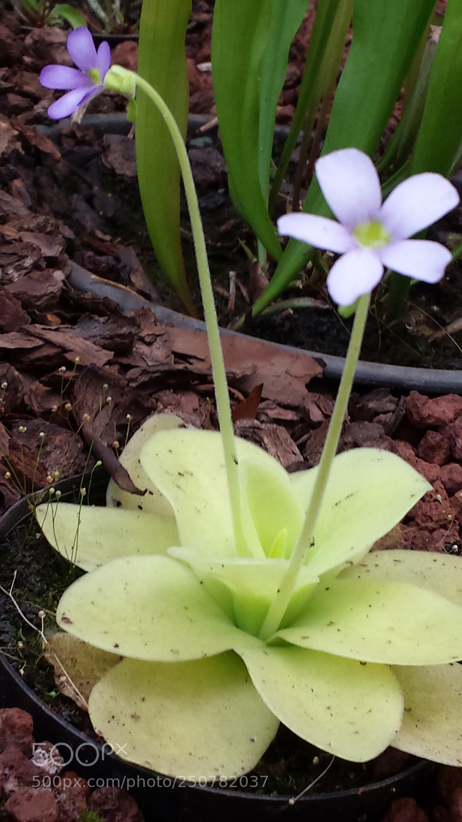 Samsung Galaxy S4 sample photo. Untitled photography