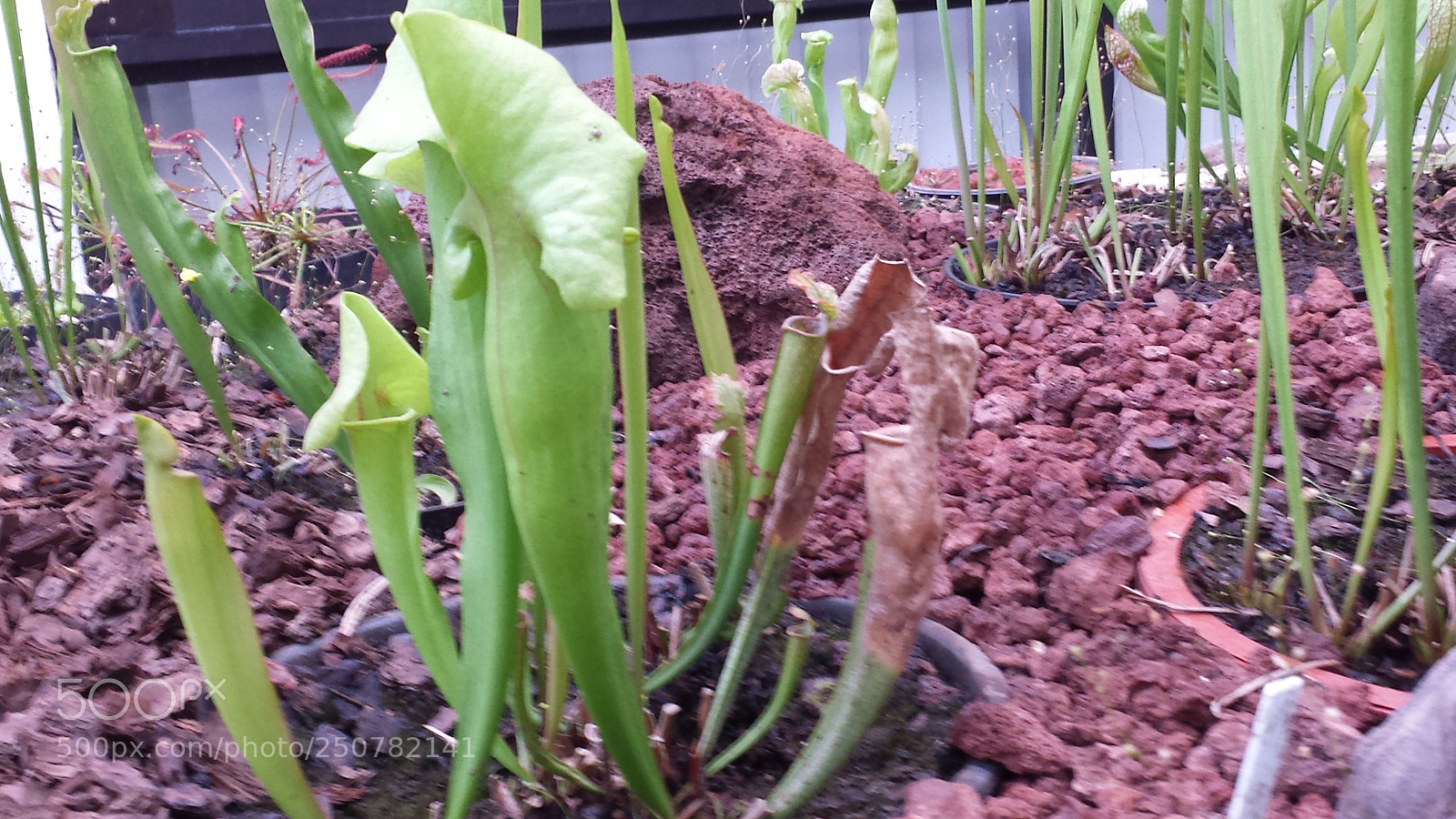 Samsung Galaxy S4 sample photo. Untitled photography