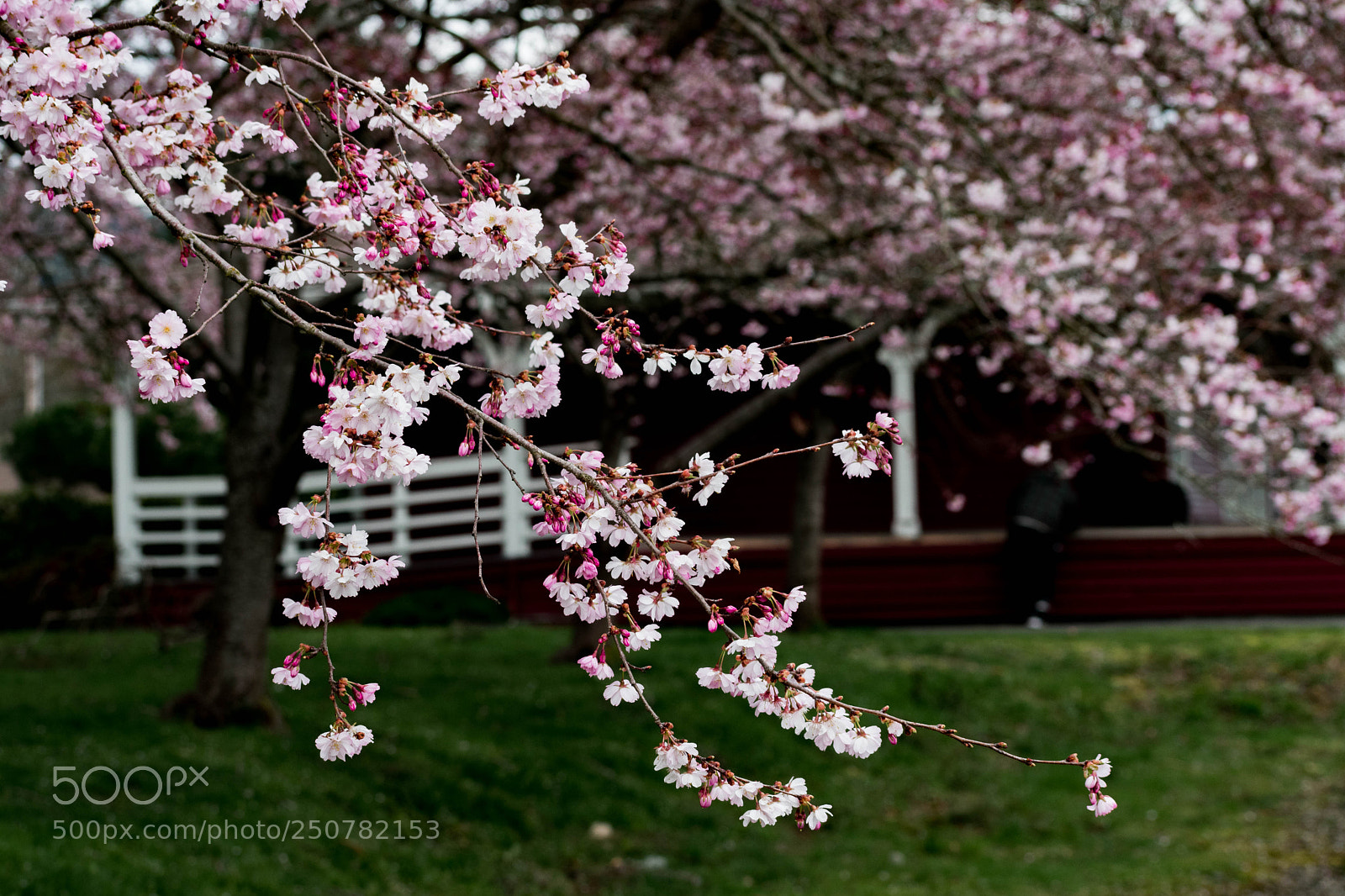 Nikon D7500 sample photo. Northbend blossoms photography