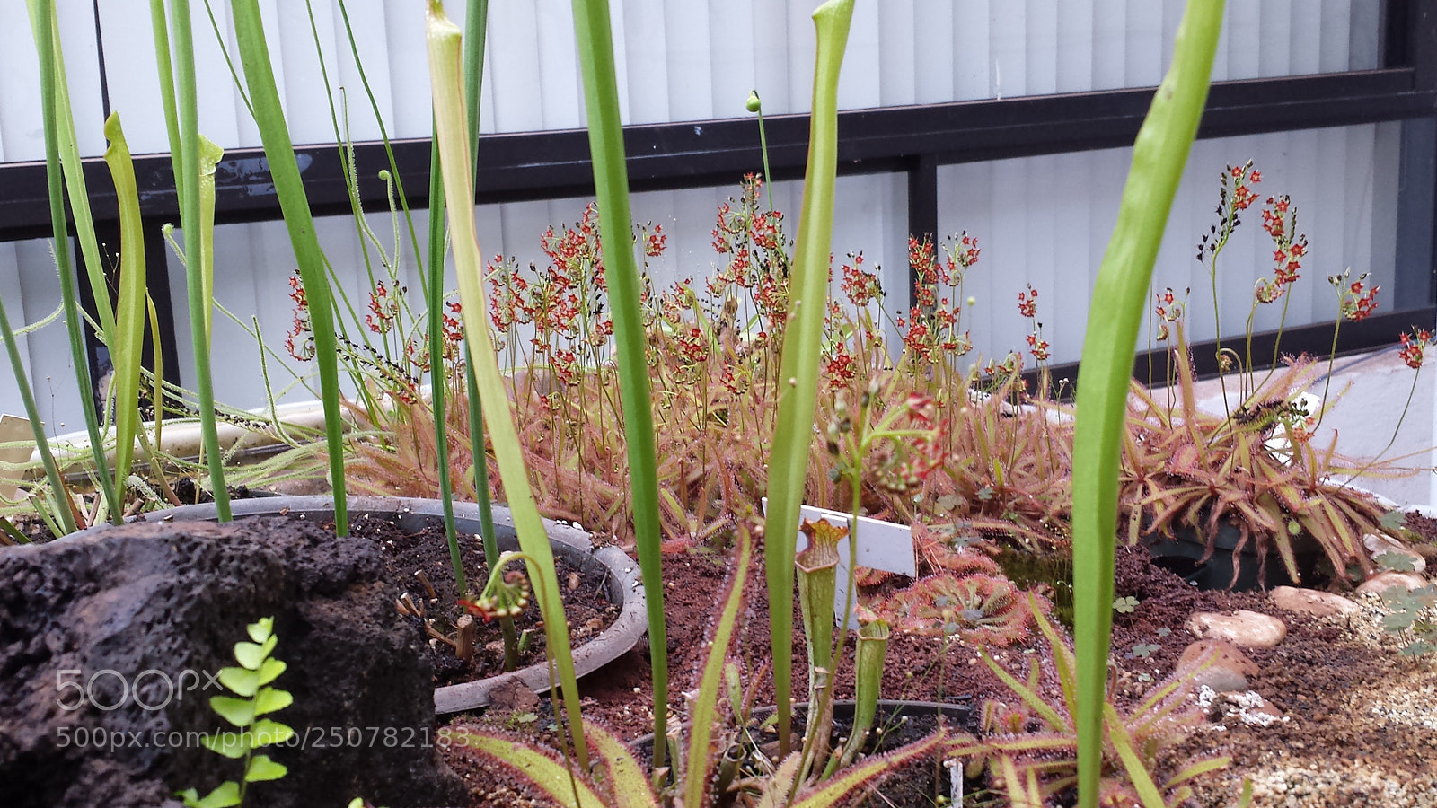 Samsung Galaxy S4 sample photo. Untitled photography
