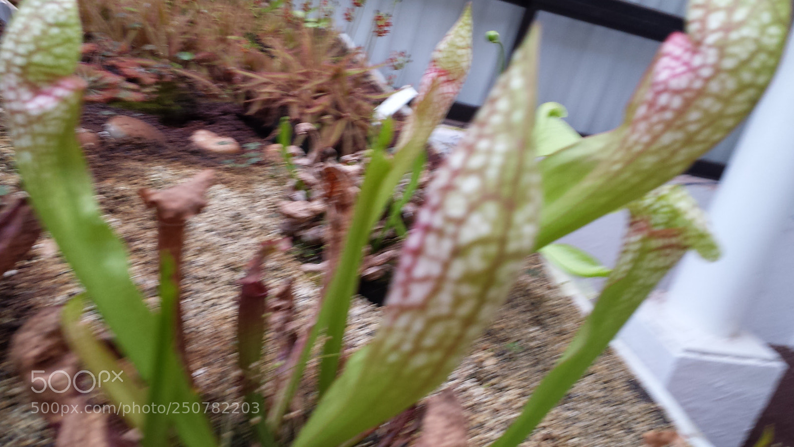Samsung Galaxy S4 sample photo. Untitled photography