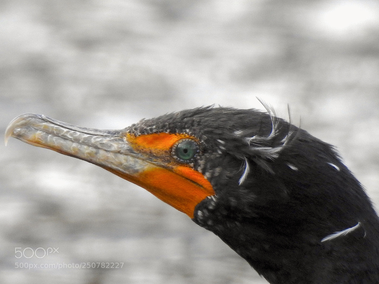 Nikon Coolpix P900 sample photo. Double-crested cormorant photography