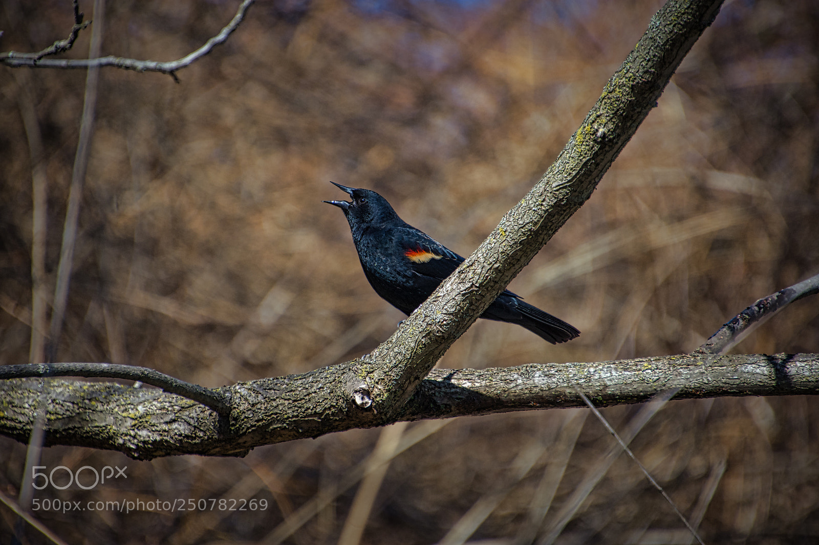 Nikon D7200 sample photo. The blackbirds are back photography