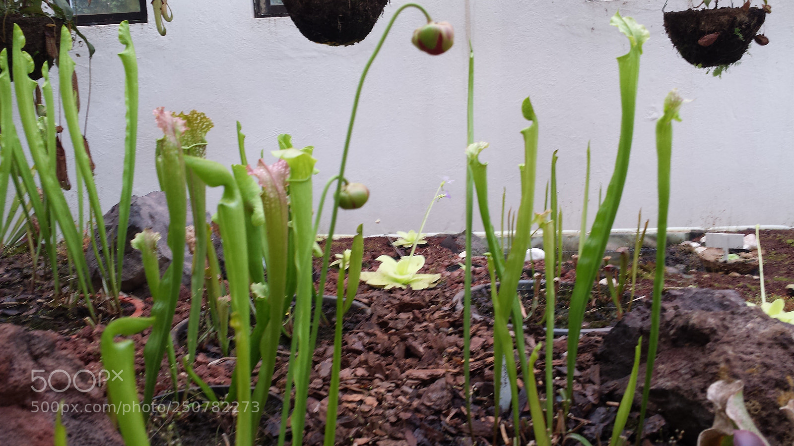 Samsung Galaxy S4 sample photo. Untitled photography