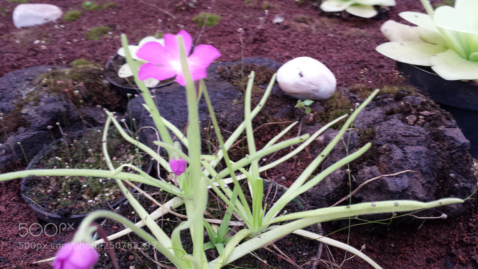 Samsung Galaxy S4 sample photo. Untitled photography
