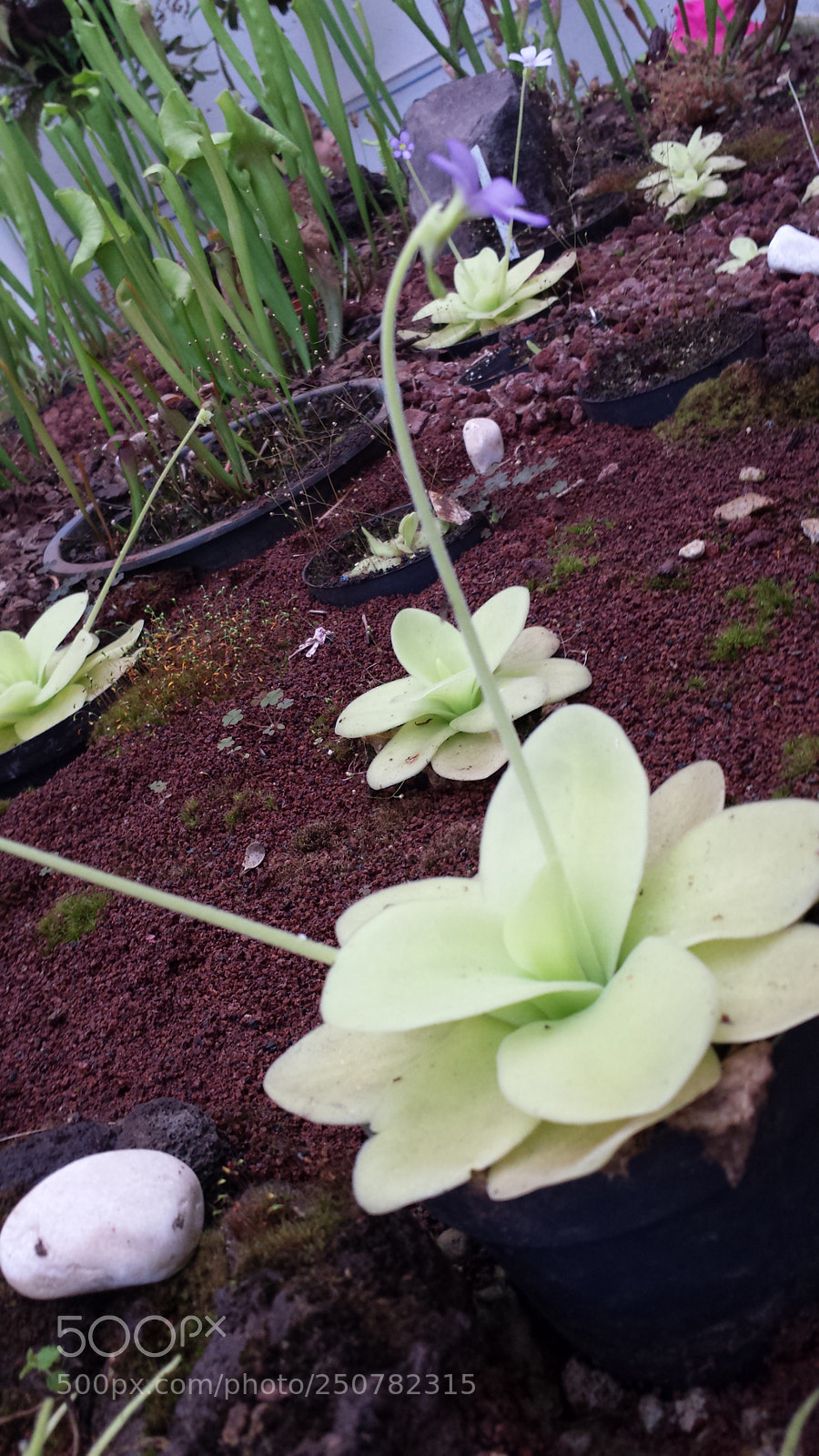 Samsung Galaxy S4 sample photo. Untitled photography