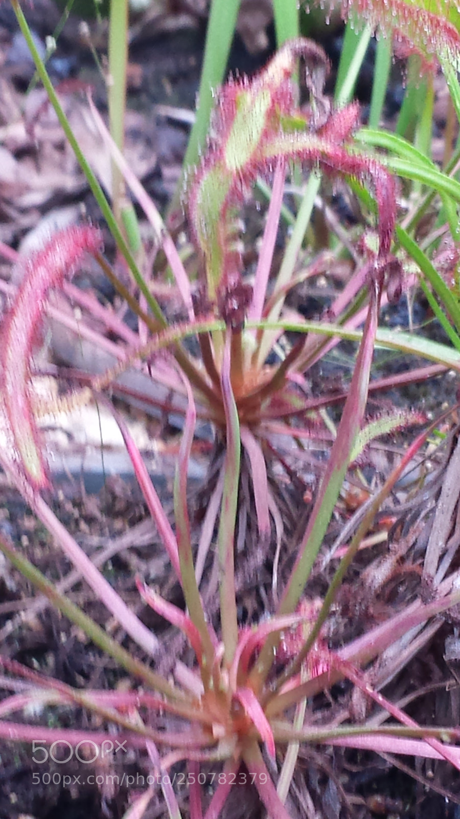 Samsung Galaxy S4 sample photo. Untitled photography