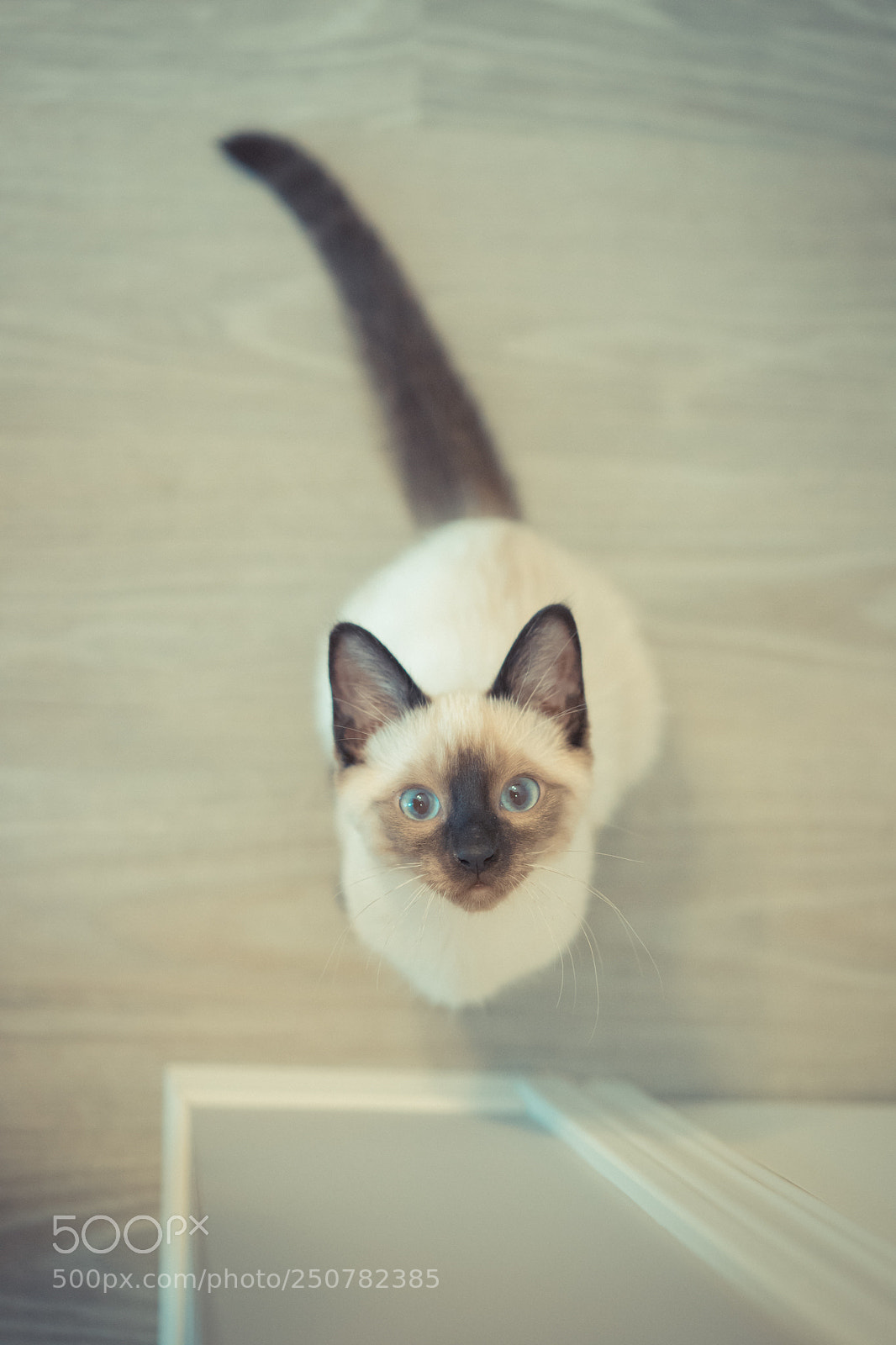 Sony a7 II sample photo. Cute boy photography