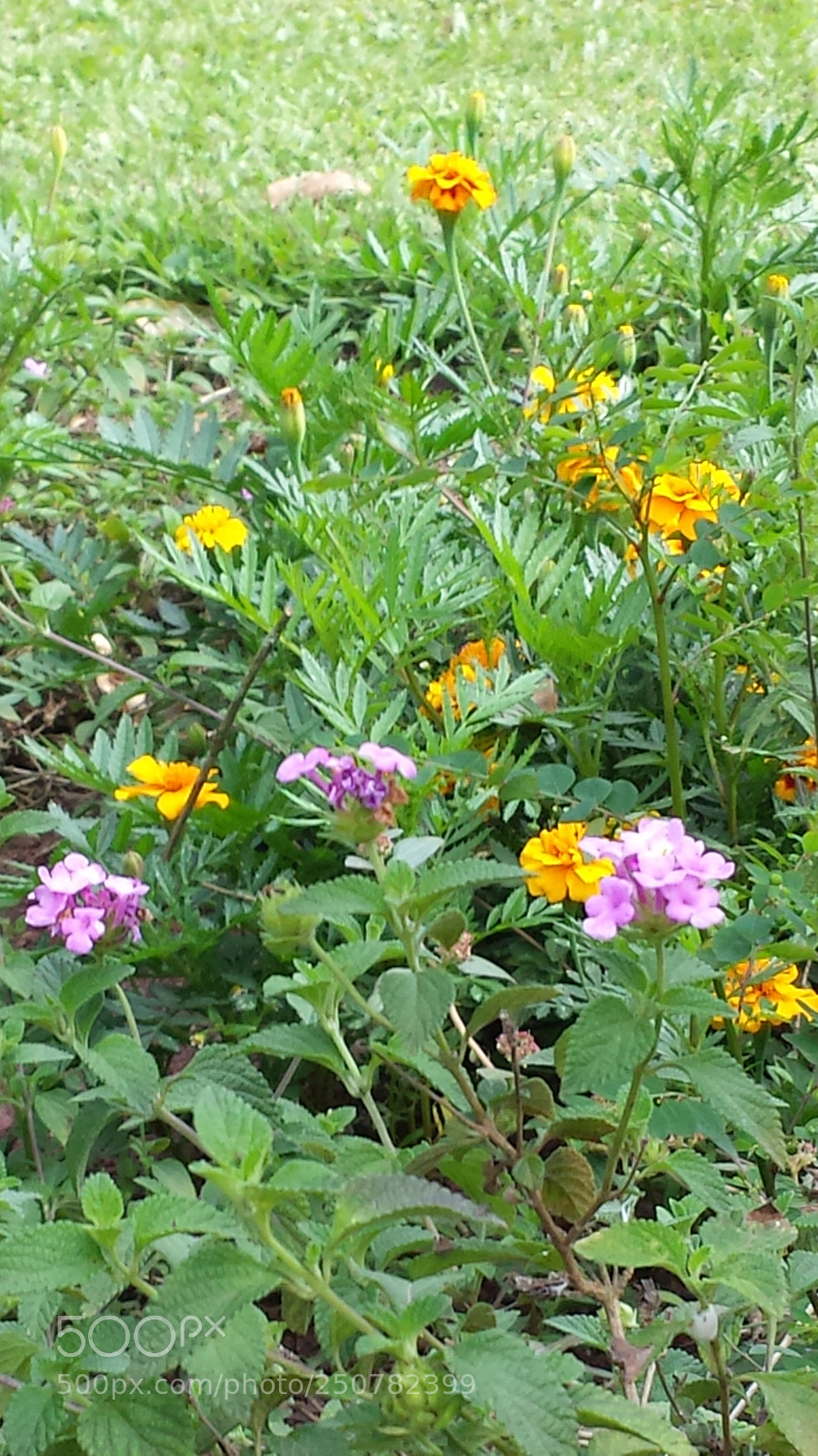 Samsung Galaxy S4 sample photo. Untitled photography