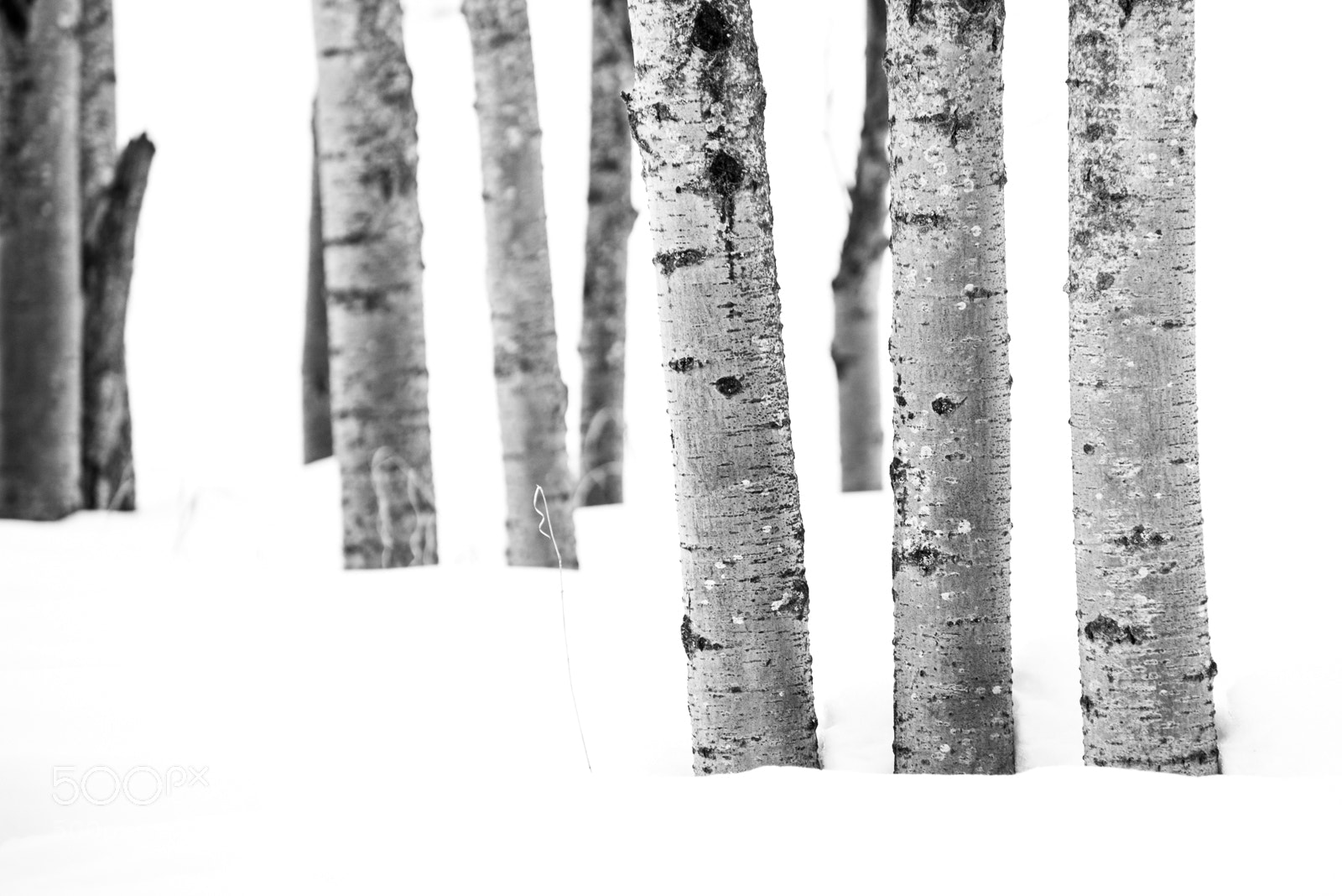 Nikon D610 sample photo. Aspens bw photography