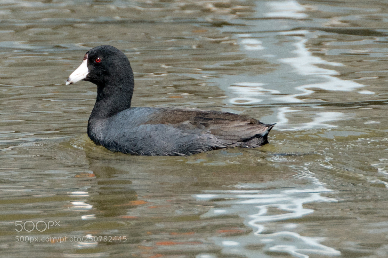 Sony a7R II sample photo. American coot photography
