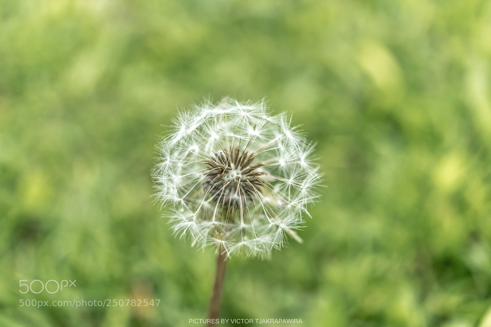 Canon EOS 80D sample photo. Dandelion photography