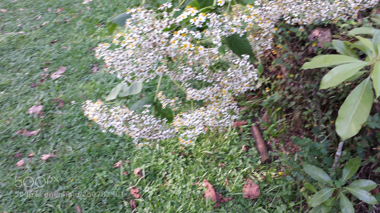 Samsung Galaxy S4 sample photo. Untitled photography