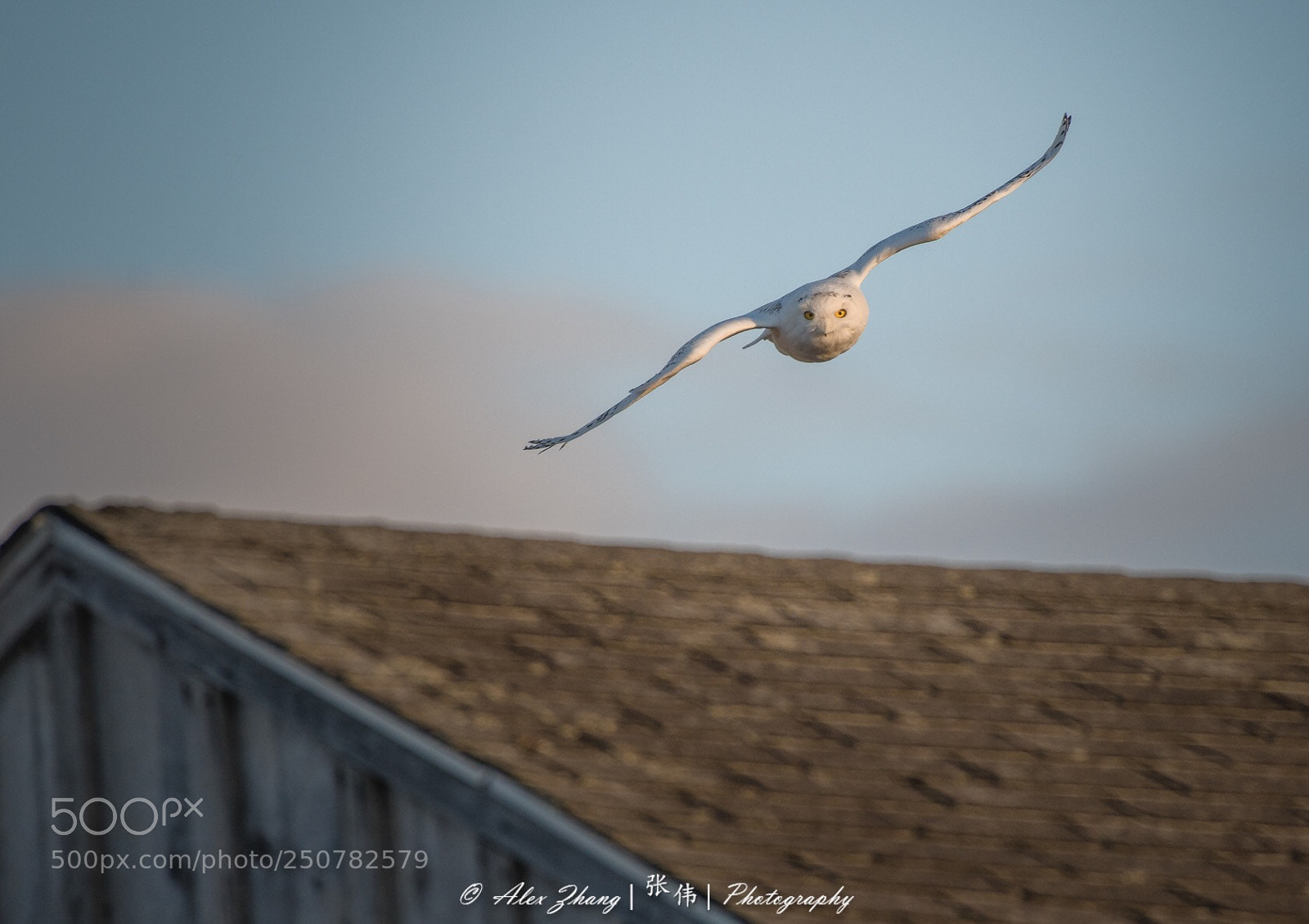 Nikon D500 sample photo. Snowy owl photography