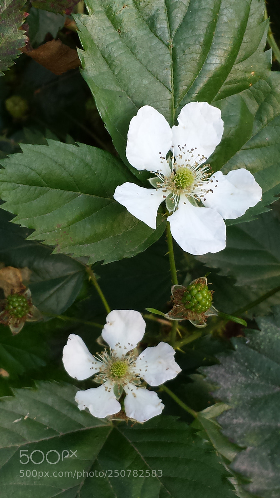 Samsung Galaxy S4 sample photo. Untitled photography