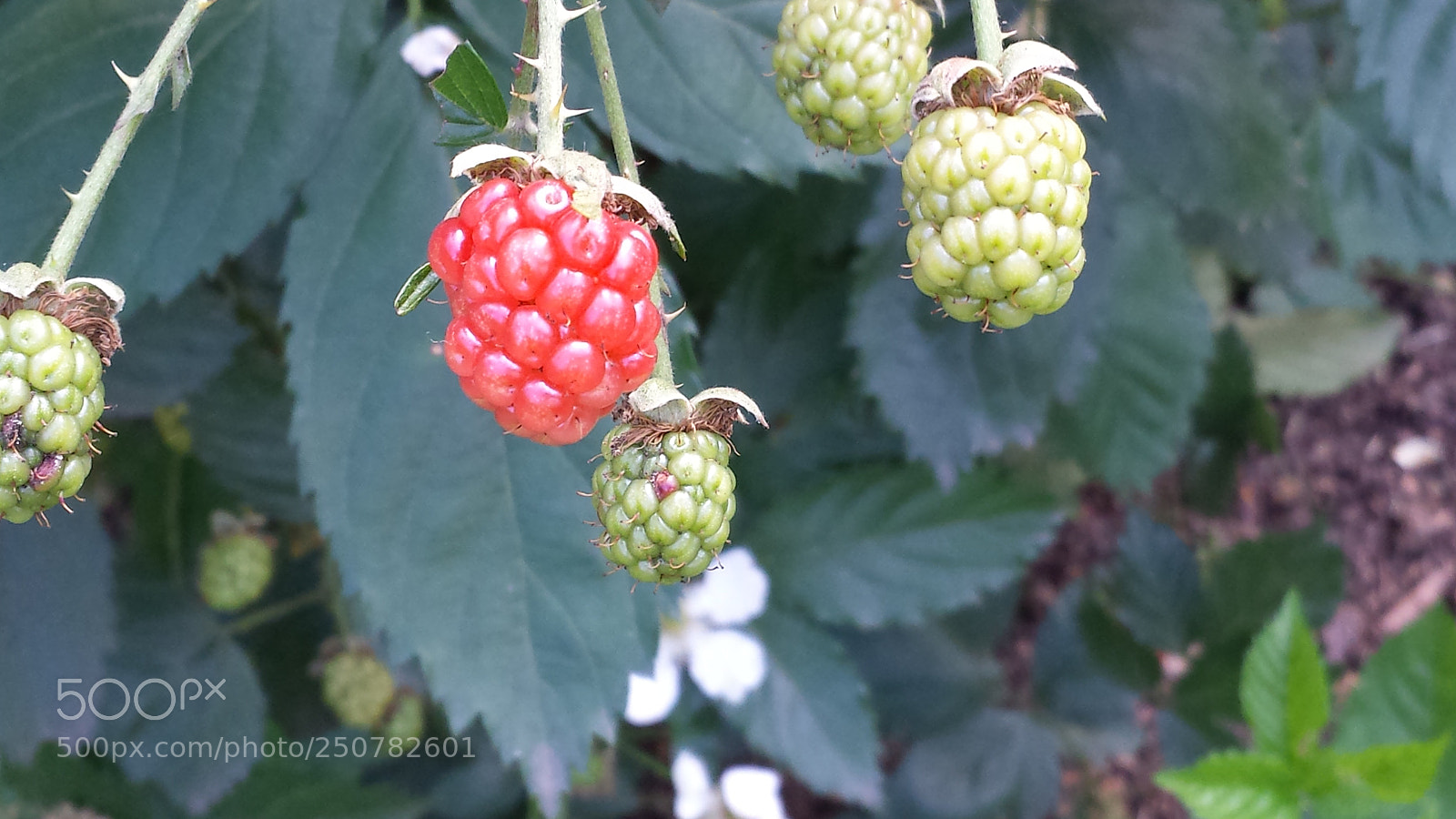 Samsung Galaxy S4 sample photo. Untitled photography