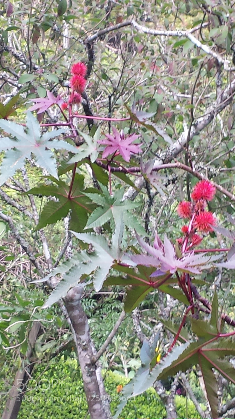 Samsung Galaxy S4 sample photo. Untitled photography
