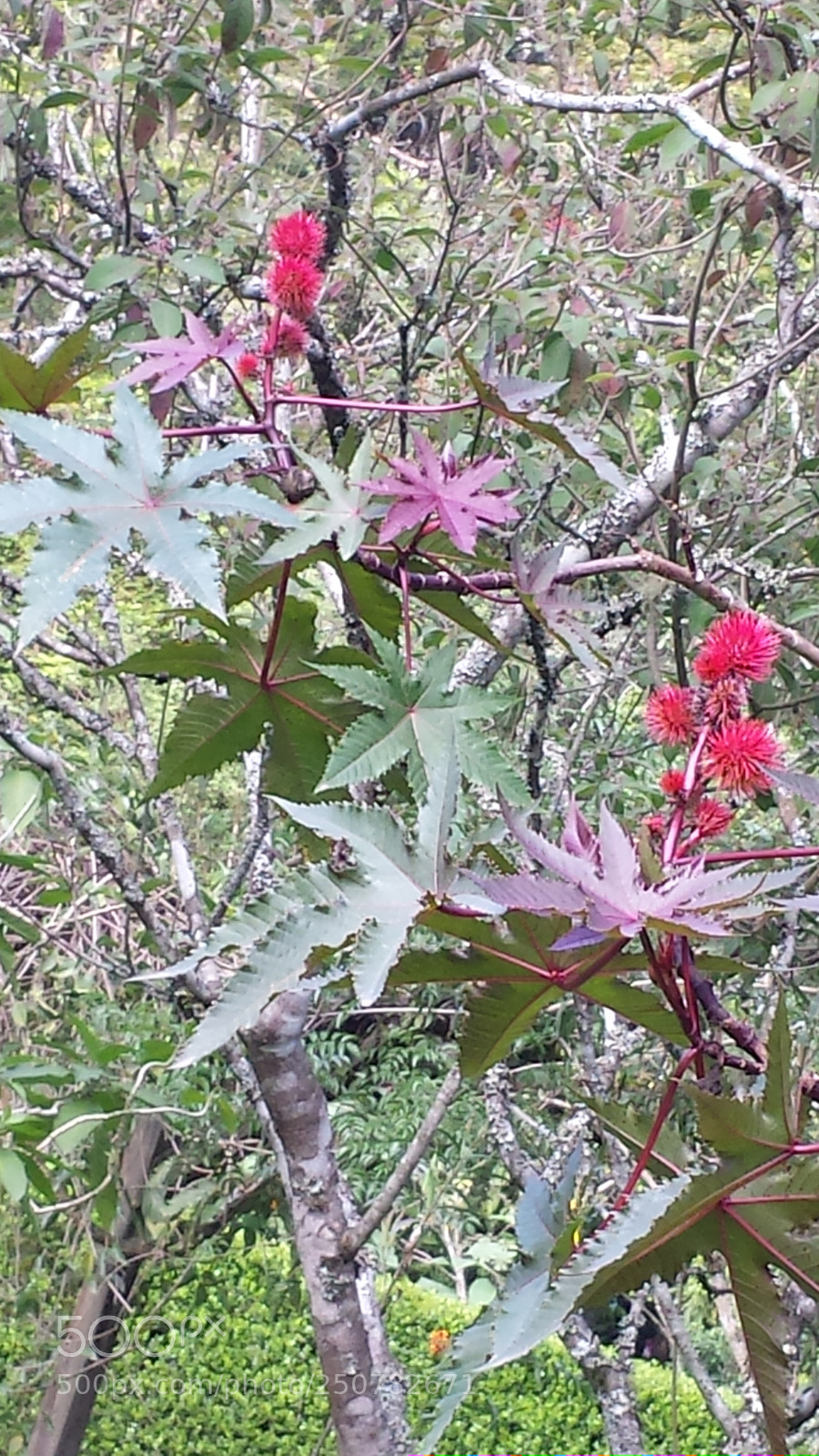 Samsung Galaxy S4 sample photo. Untitled photography