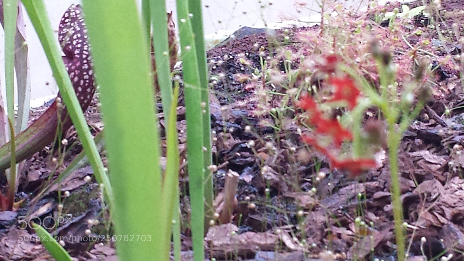 Samsung Galaxy S4 sample photo. Untitled photography