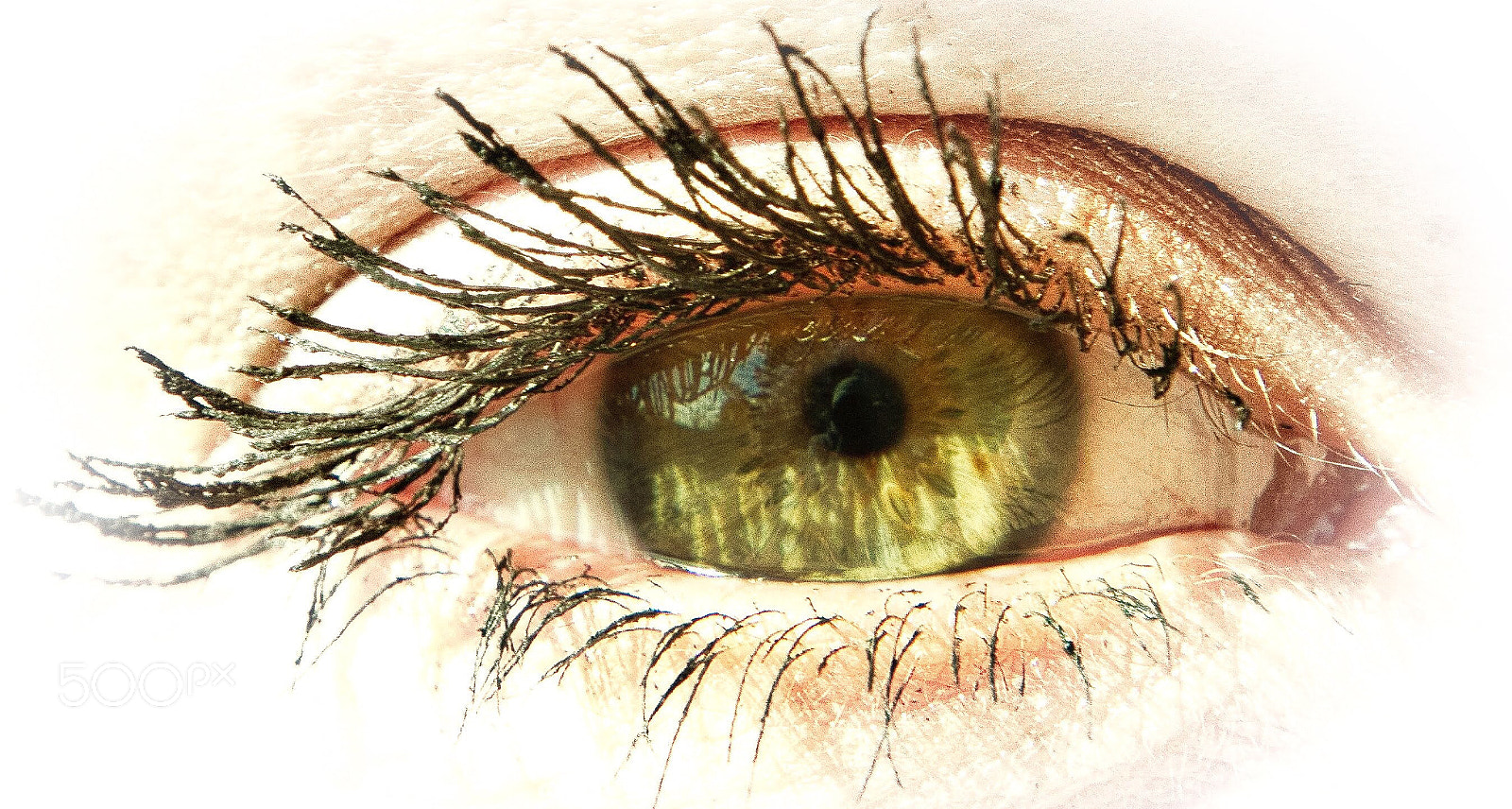 Nikon D500 sample photo. Eyes for you photography