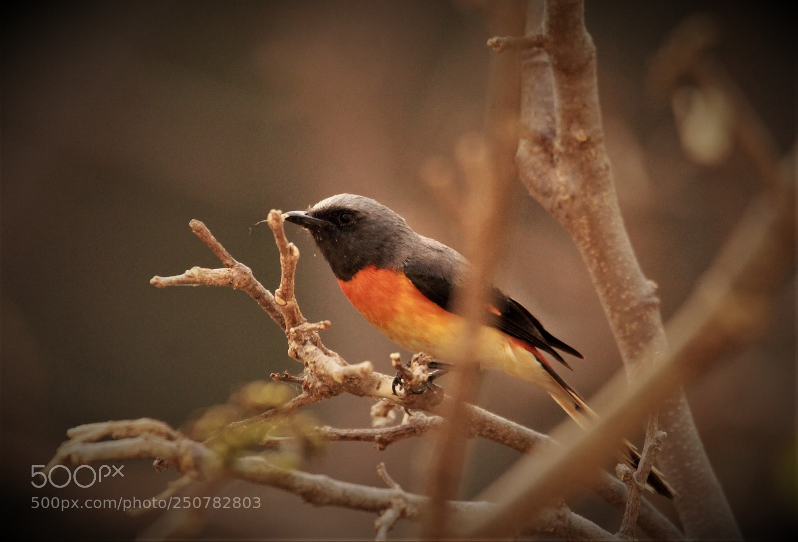 Canon EOS 1100D (EOS Rebel T3 / EOS Kiss X50) sample photo. Small minivet (male) photography