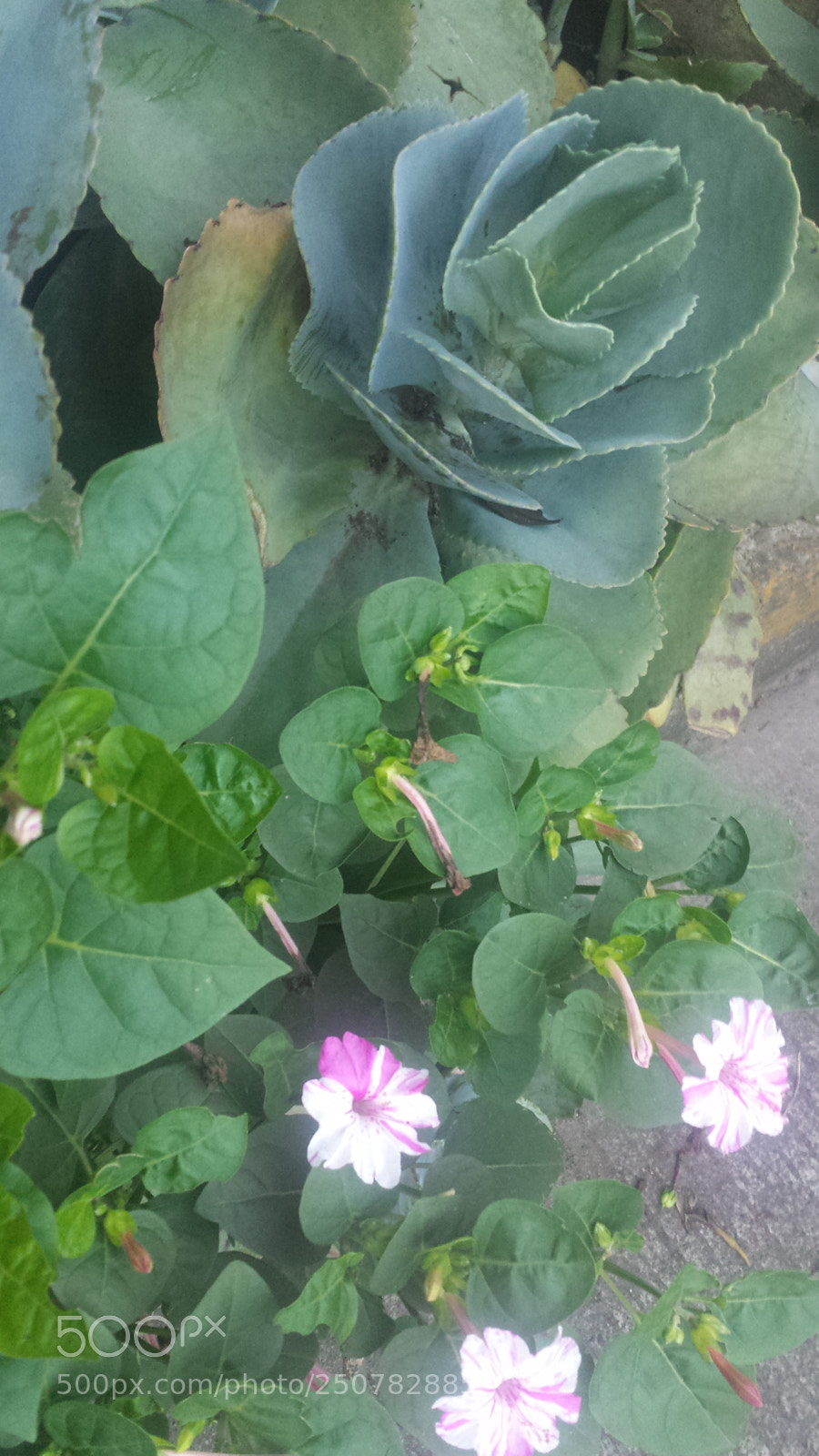 Samsung Galaxy S4 sample photo. Untitled photography