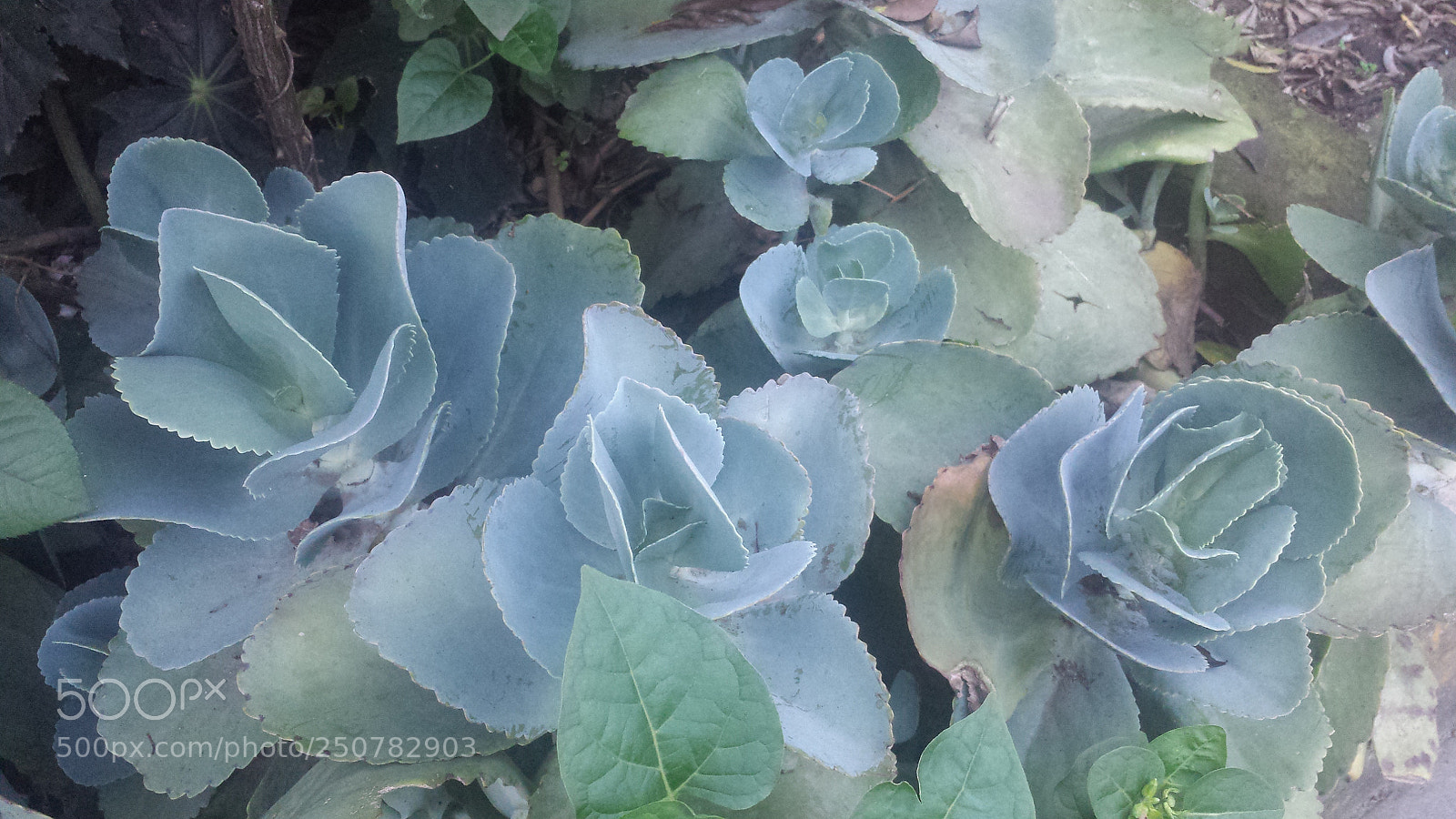 Samsung Galaxy S4 sample photo. Untitled photography