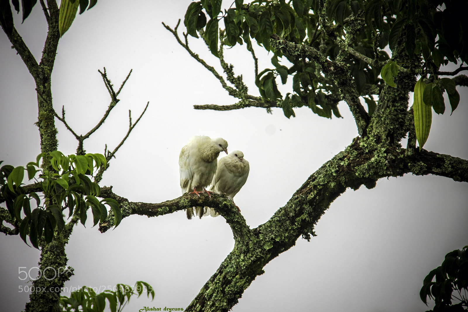 Canon EOS 1100D (EOS Rebel T3 / EOS Kiss X50) sample photo. Bird in love photography