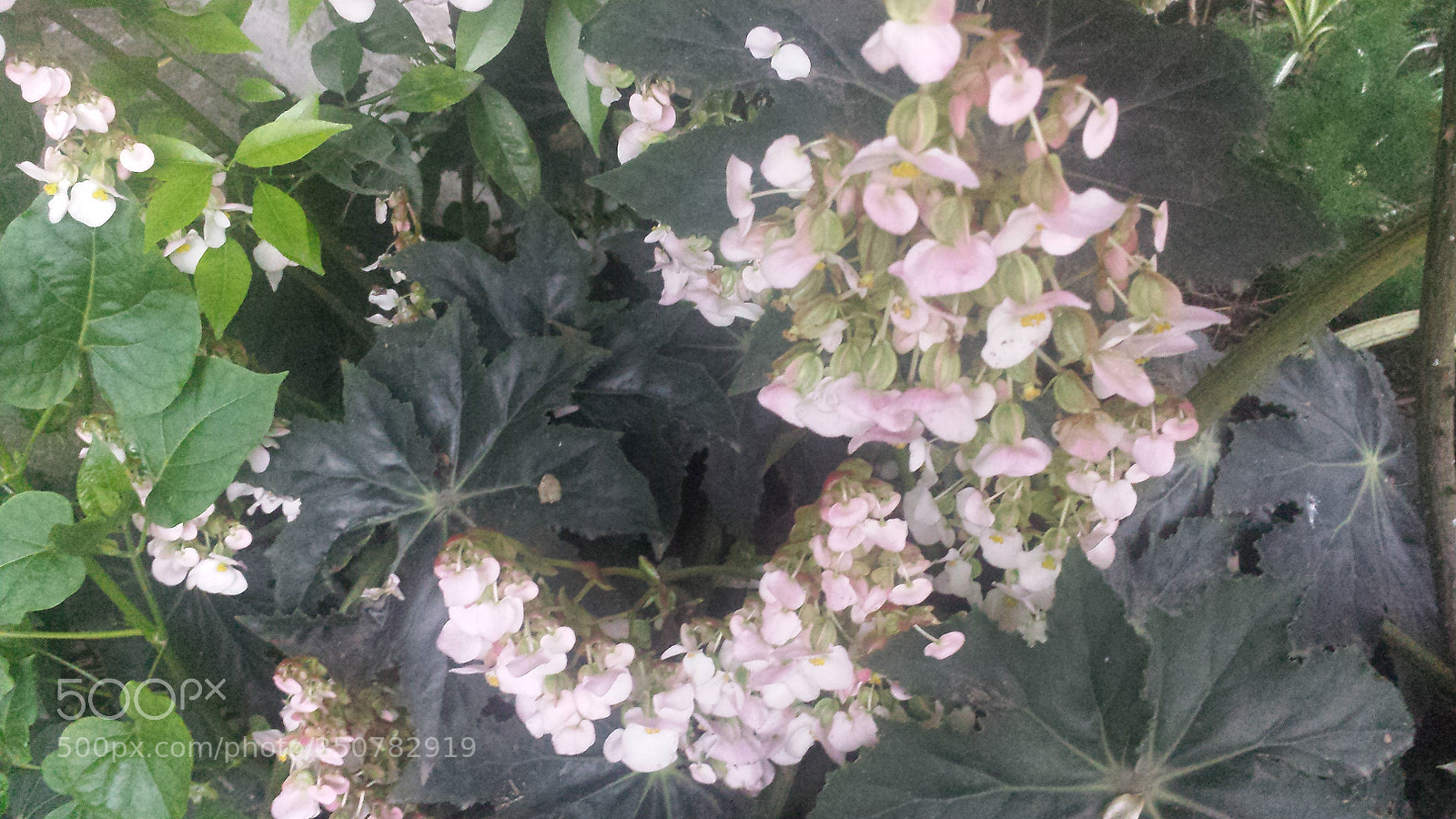 Samsung Galaxy S4 sample photo. Untitled photography