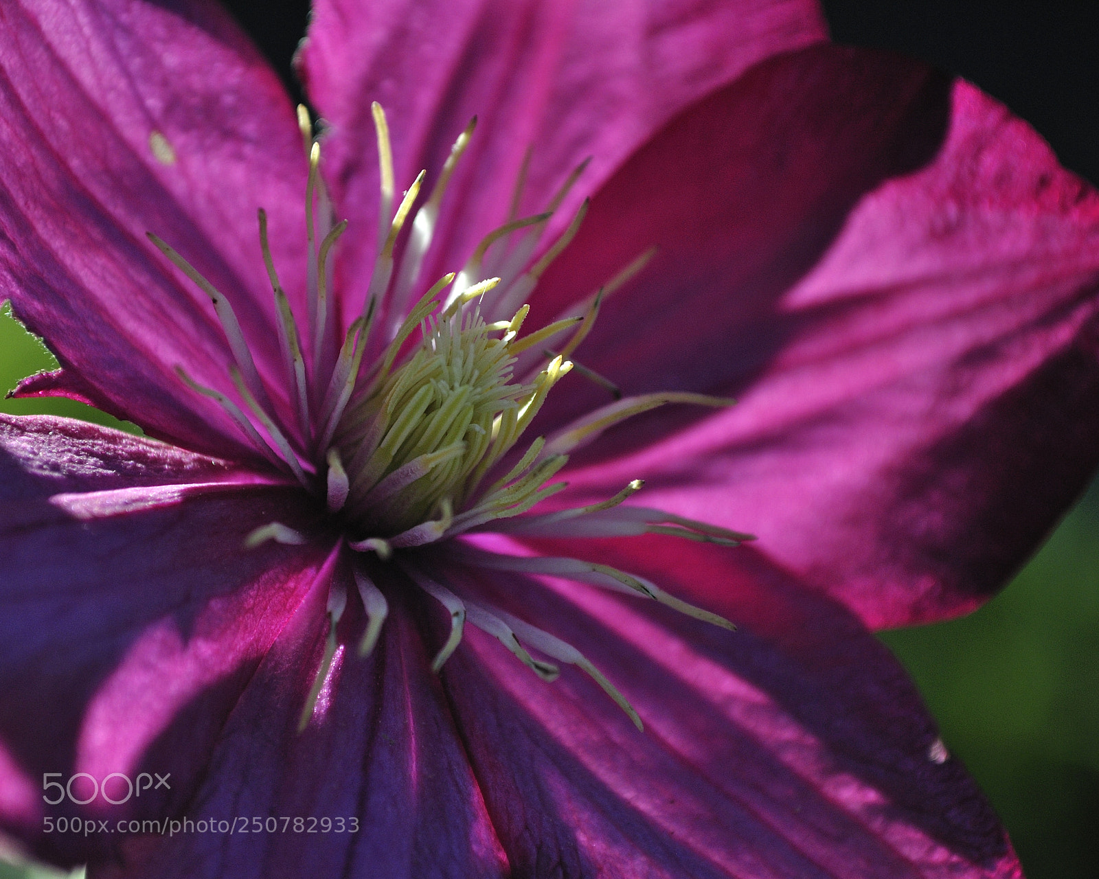 Nikon D3000 sample photo. A purple bloom photography