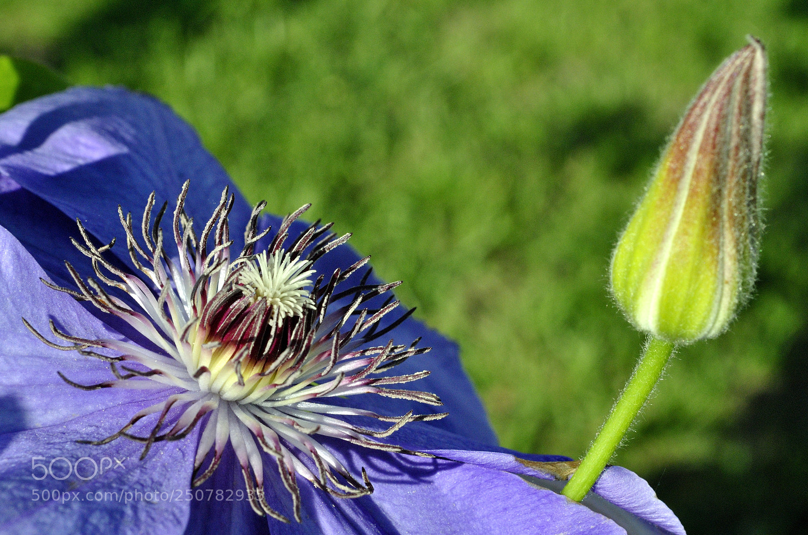 Nikon D3000 sample photo. The purple bloom and photography