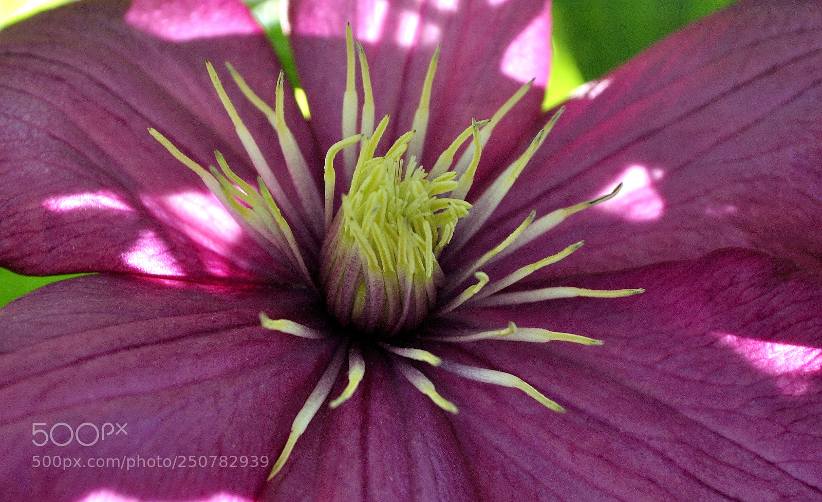 Nikon D3000 sample photo. The purple blossom photography
