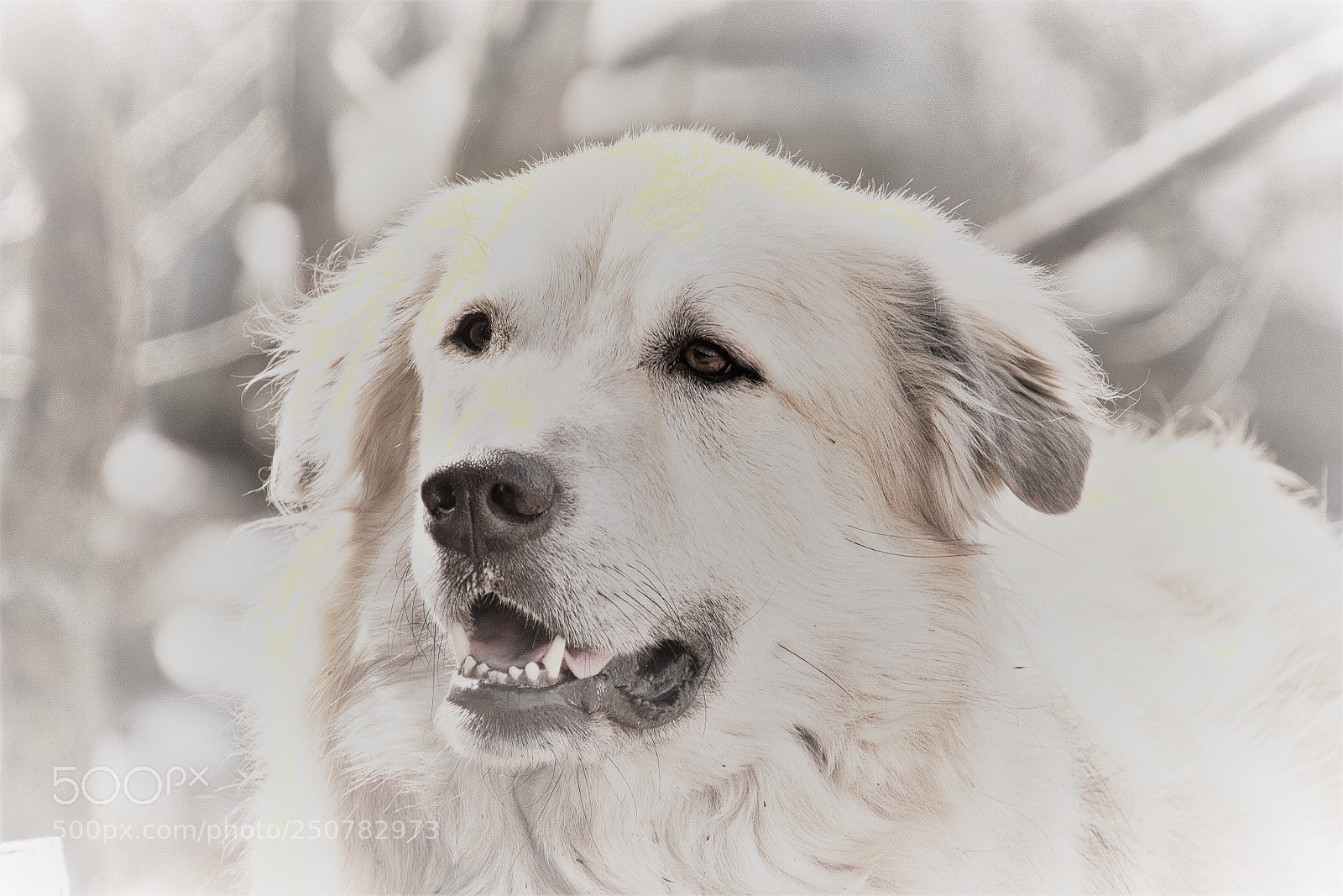 Nikon D500 sample photo. Blondie  photography