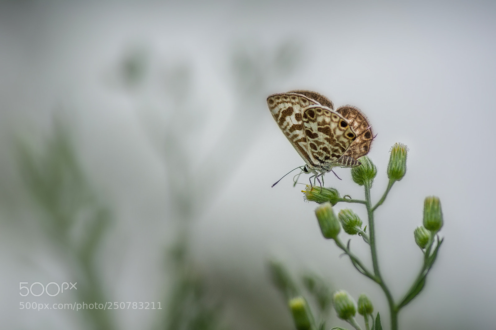 Nikon D5200 sample photo. Zebra blue (leptotes plinius) photography