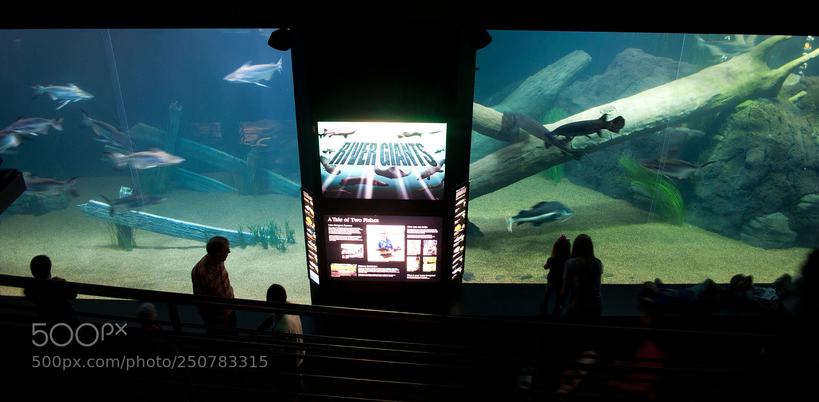 Nikon D3000 sample photo. Tennessee aquarium audience photography