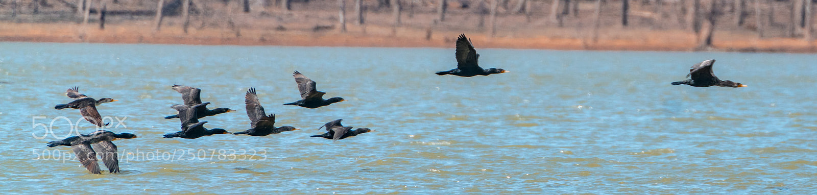 Sony a7R II sample photo. Double crusted cormorant photography