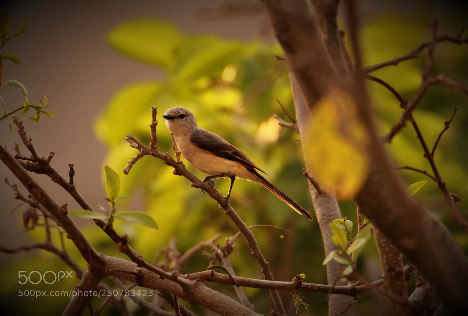 Canon EOS 1100D (EOS Rebel T3 / EOS Kiss X50) sample photo. Small minivet(female) photography