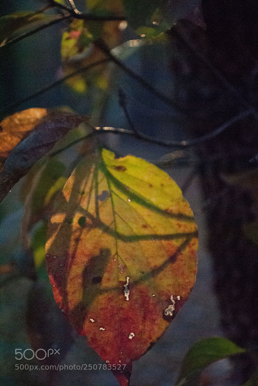 Nikon D3000 sample photo. Autumn leaf photography