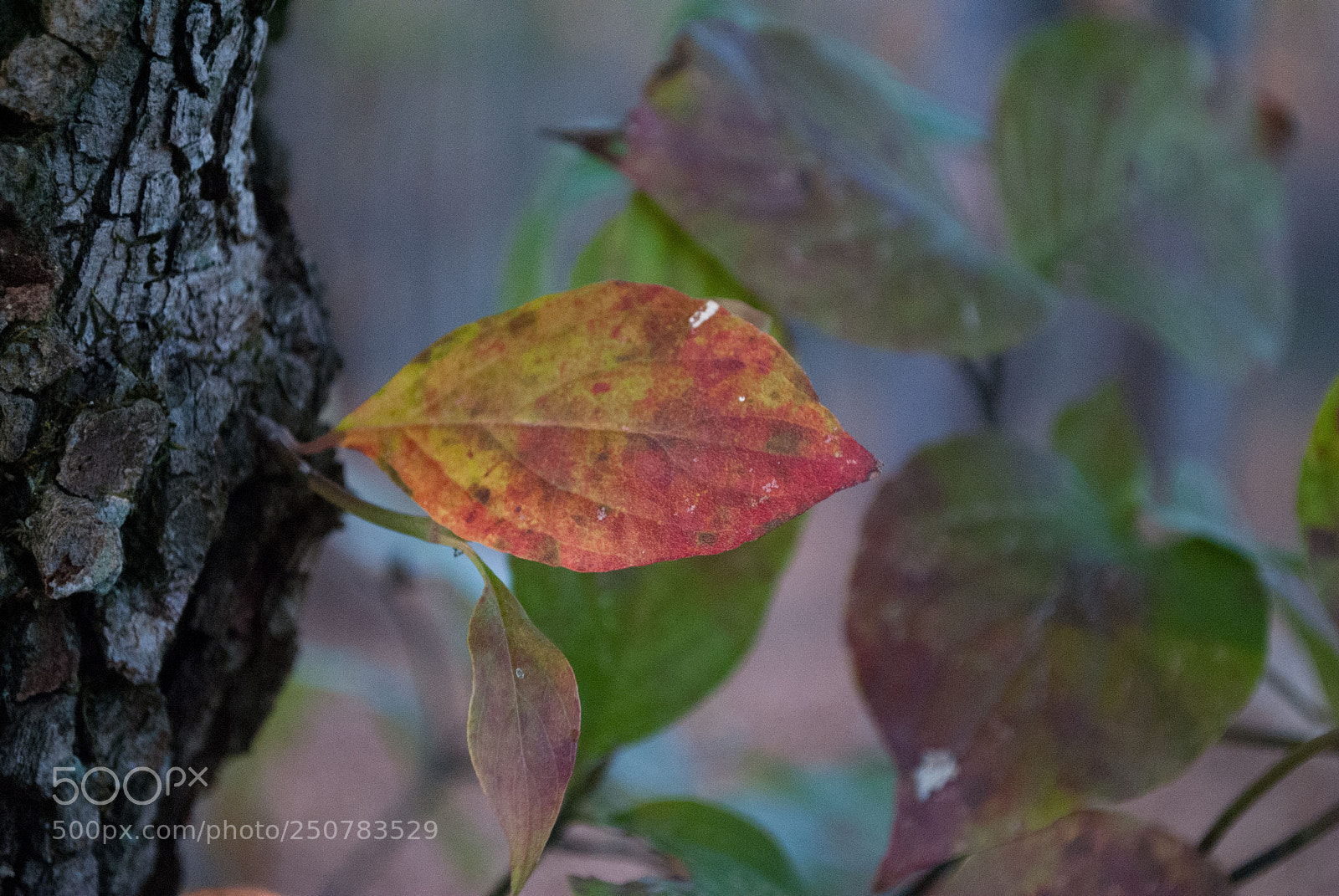 Nikon D3000 sample photo. Autumn leaves photography