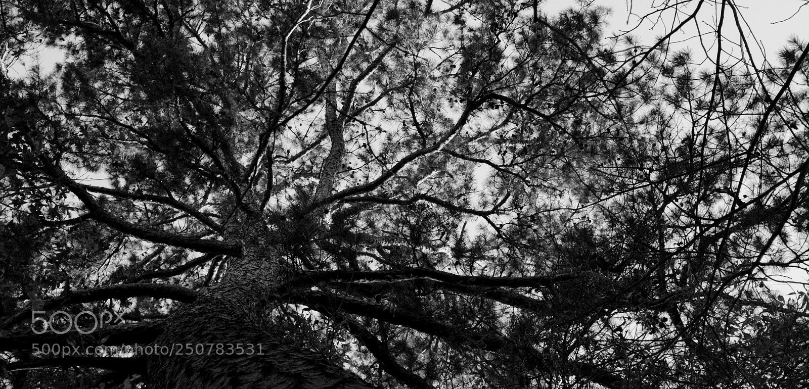 Nikon D3000 sample photo. Pine tree patterns photography