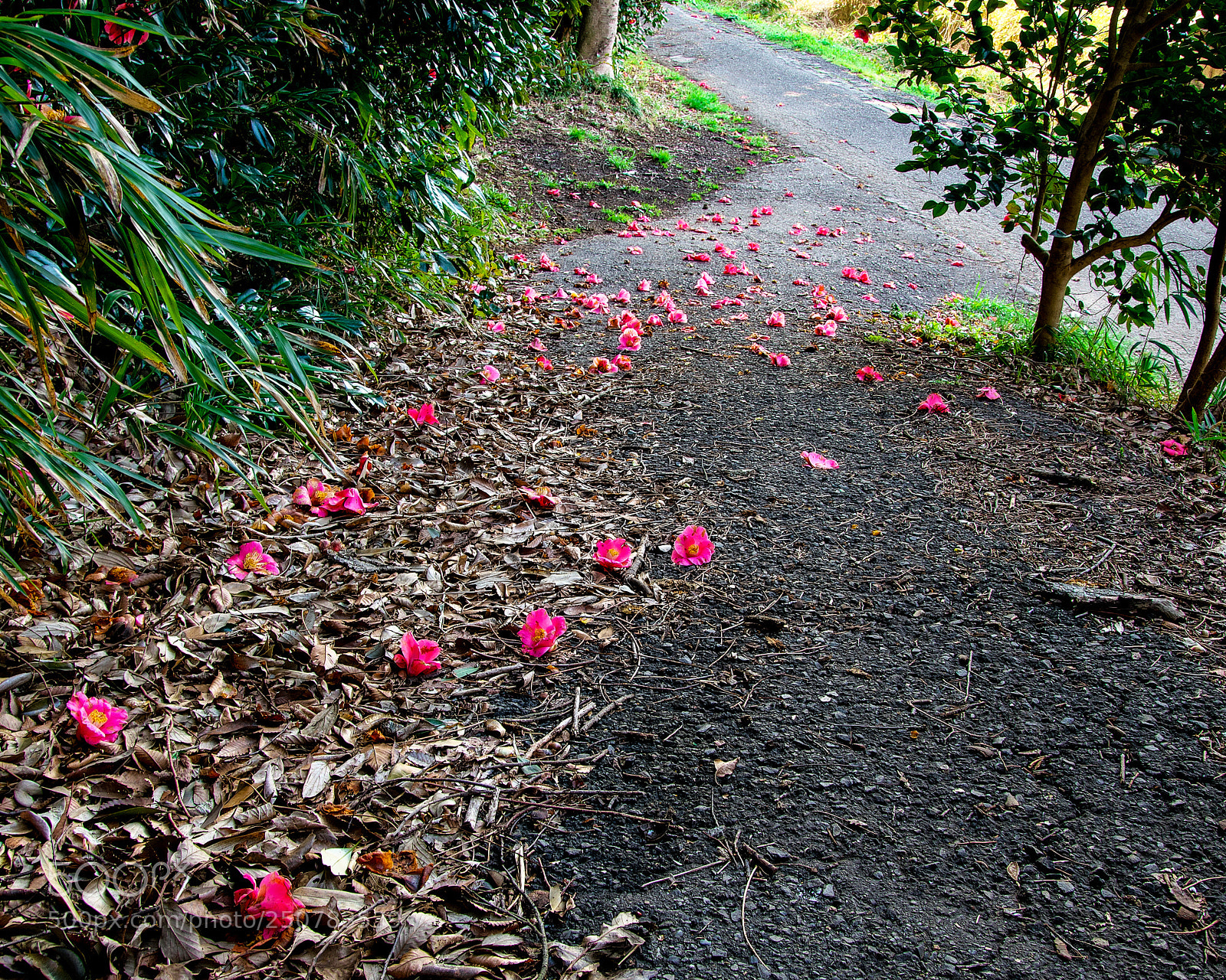 Nikon D7200 sample photo. Flowers of camellia on photography