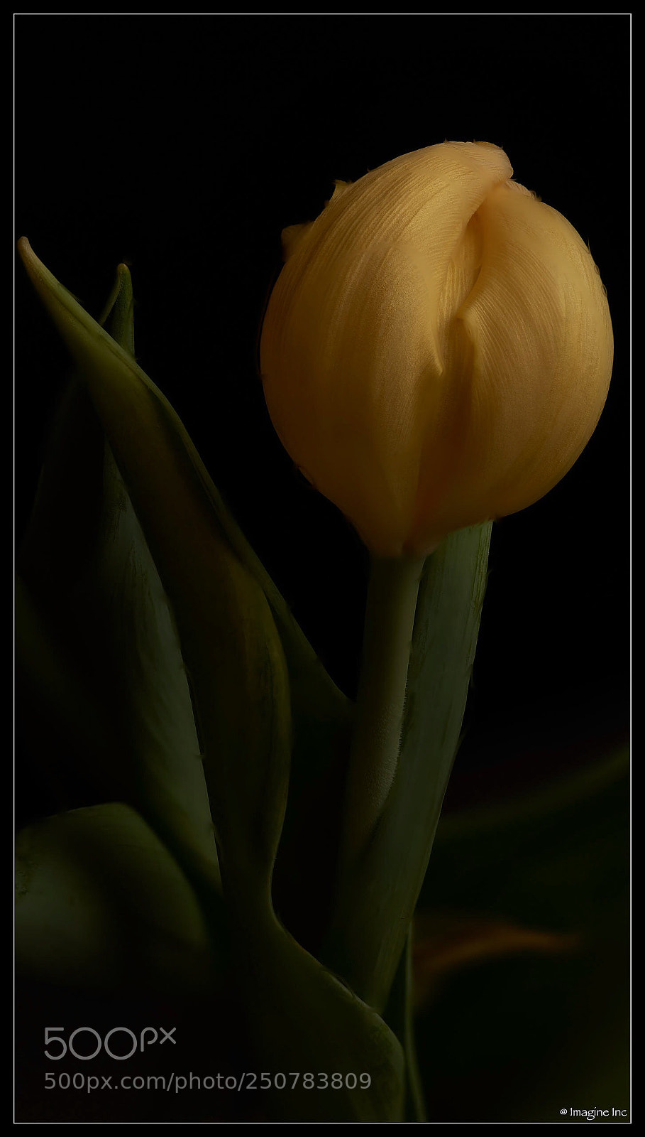 Nikon D810 sample photo. Untitled photography