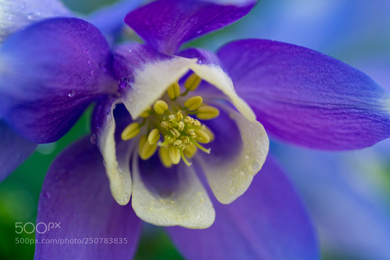 Sony a7R II sample photo. Blue bird photography