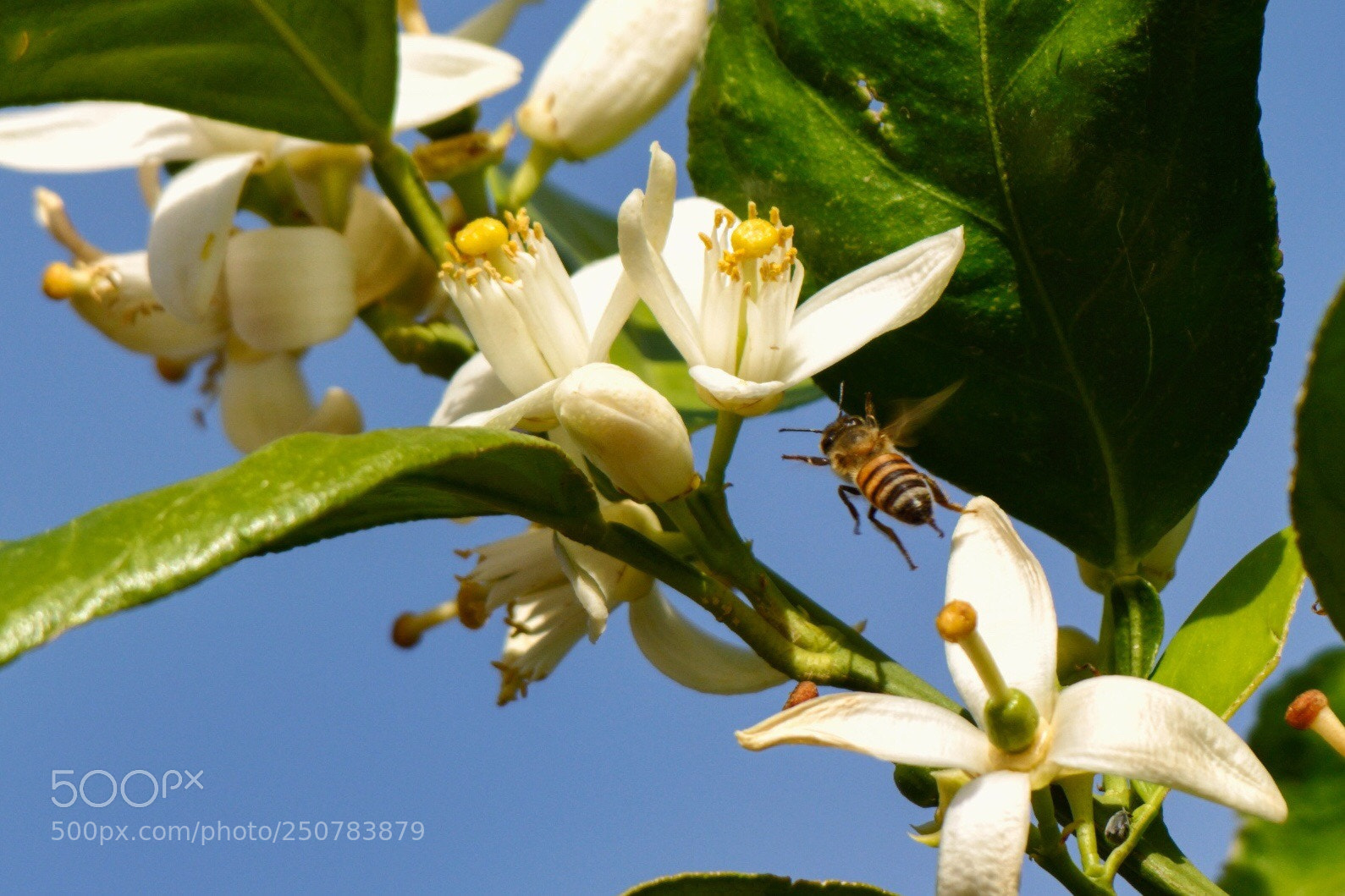 Nikon D7100 sample photo. Spring in phoenix photography