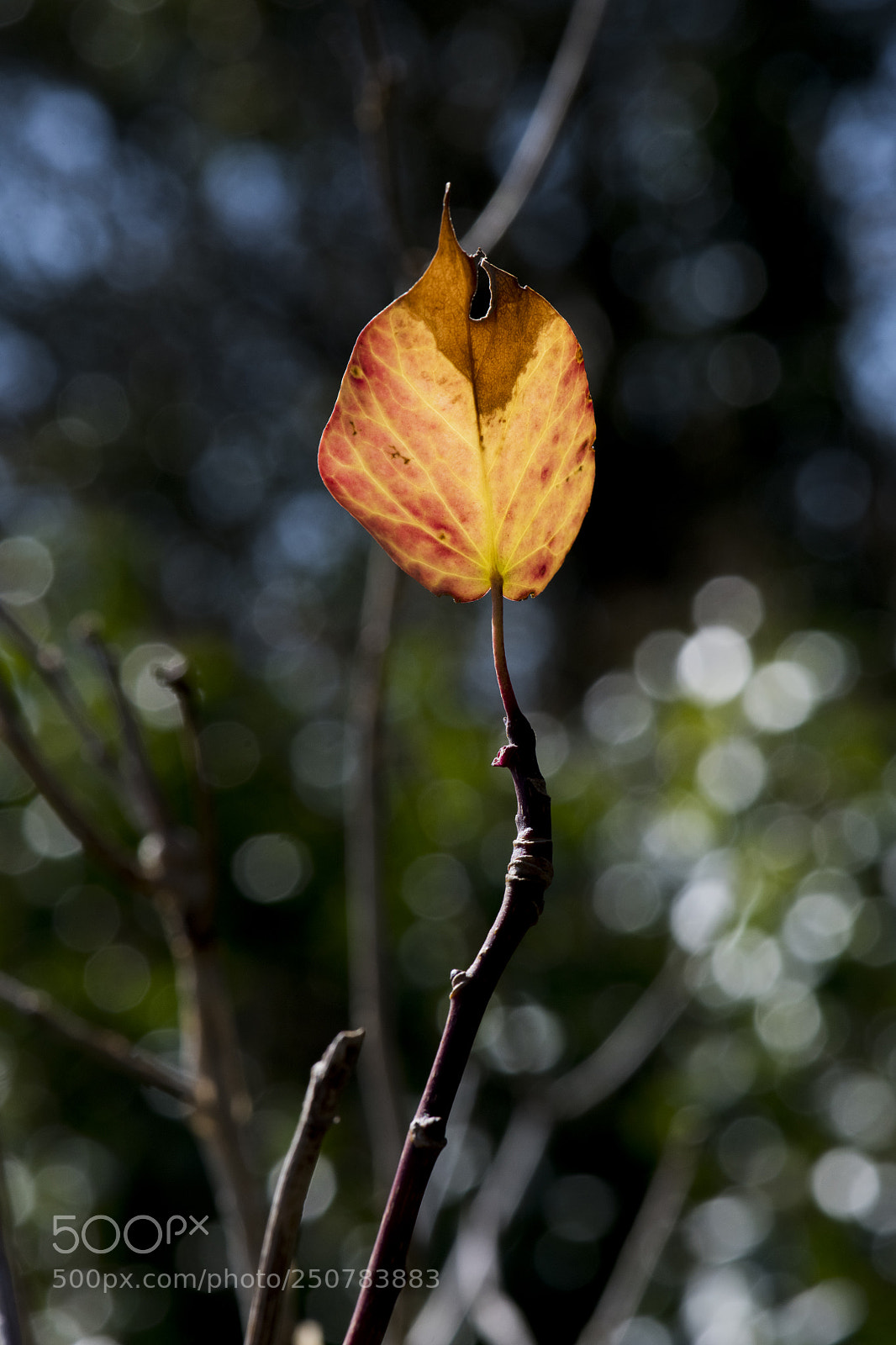 Nikon D850 sample photo. Single leaf photography