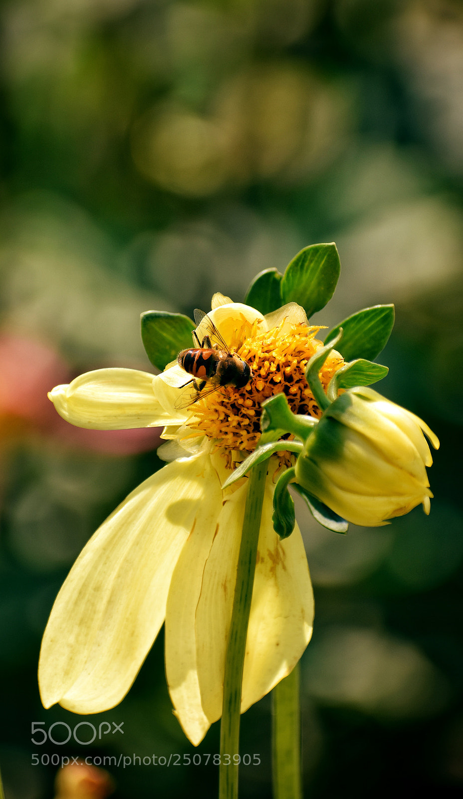 Nikon D5300 sample photo. Nature's love ! photography