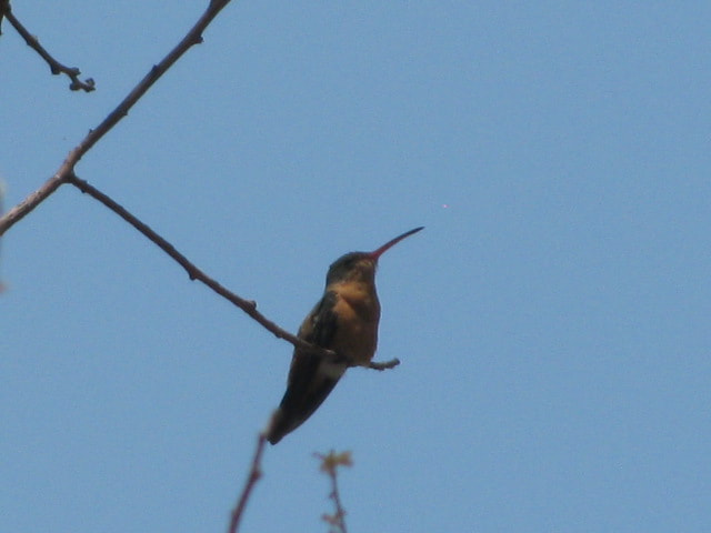 Canon PowerShot SX110 IS sample photo. [] photography