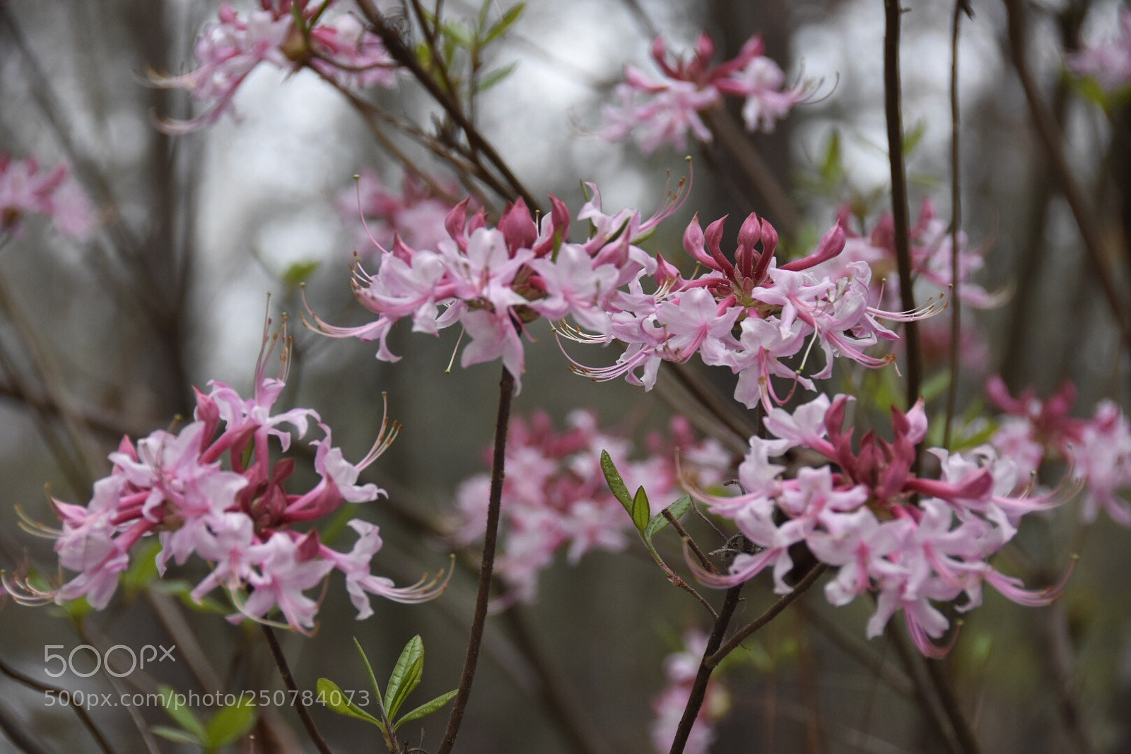 Nikon D7200 sample photo. Native georgia azalea photography