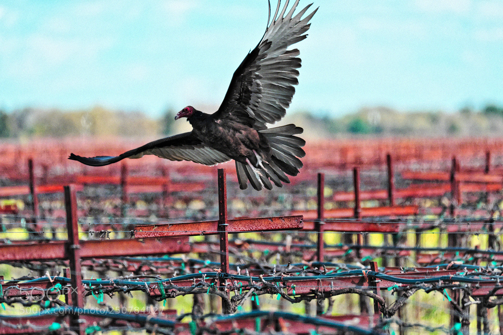 Fujifilm X-Pro2 sample photo. Vulture with grapes photography
