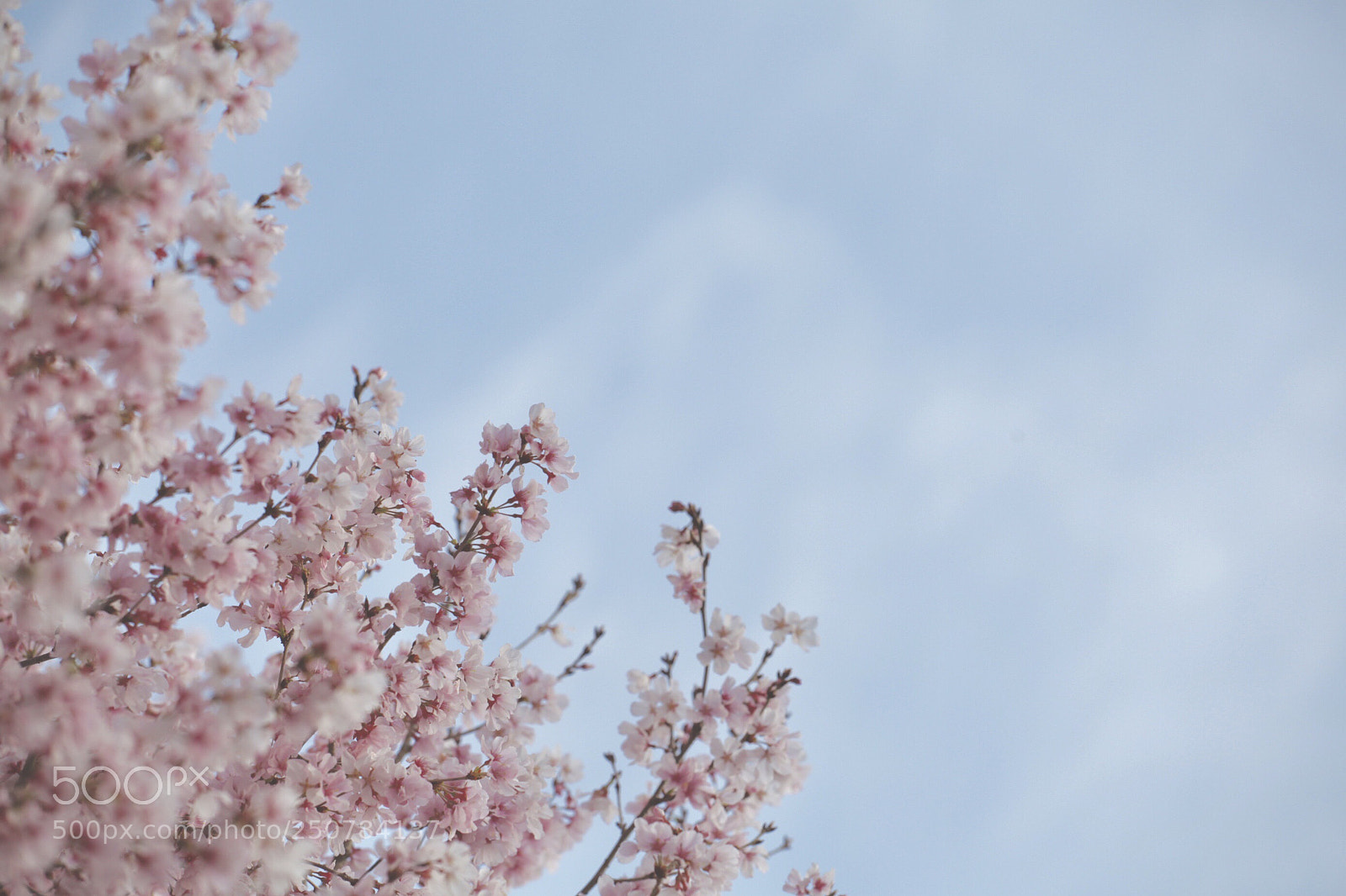 Canon EOS 5D Mark II sample photo. Sakura-saku photography